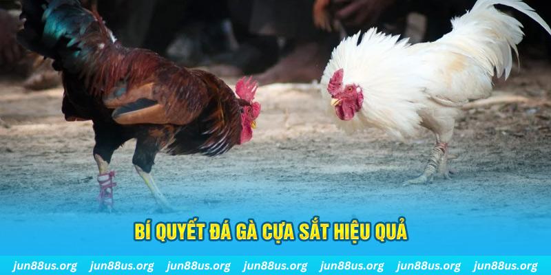 13 win đá gà cựa dao