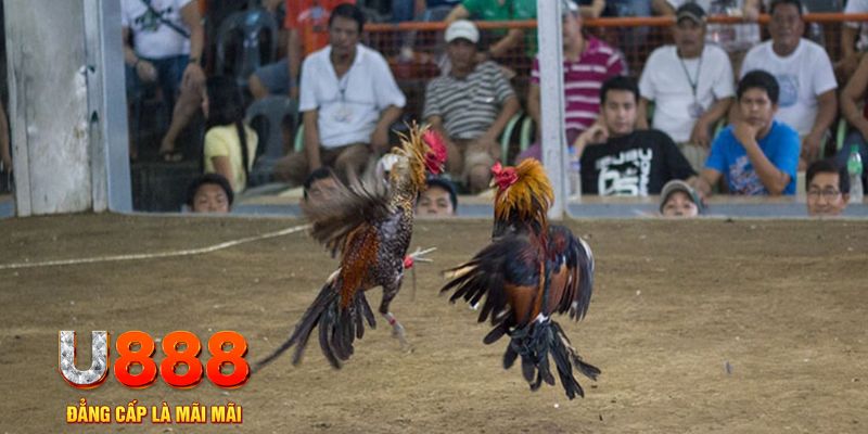 13 win đăng nhập mậu binh online