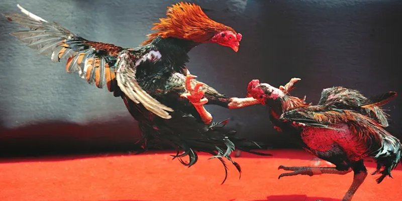 13 win BG Bắn cá