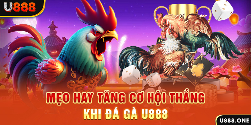 13 win trực tiếp gà chọi c1