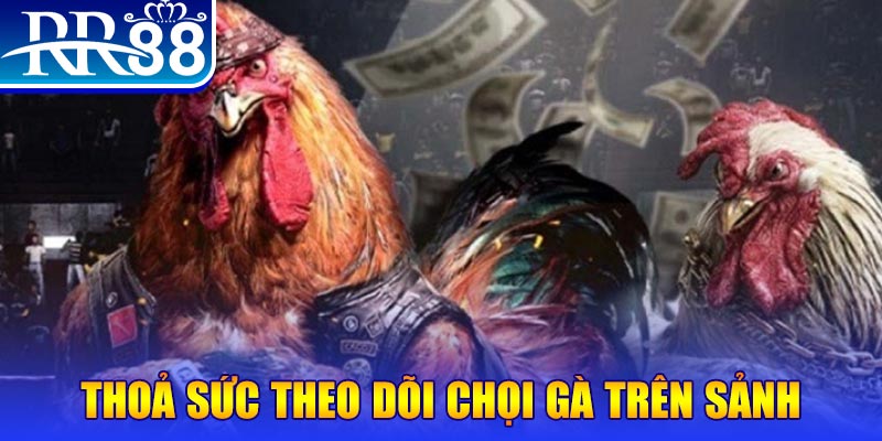 13 win đá gà 88.com